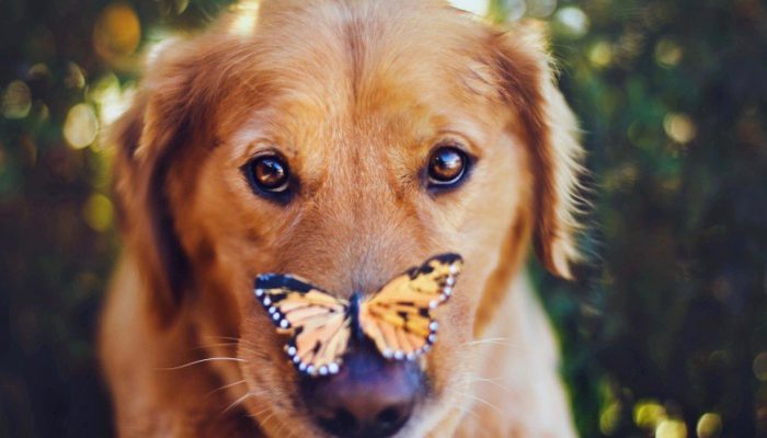 Faça um plano para seu PET