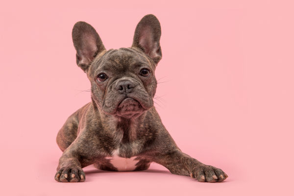 Outubro rosa: mantenha seu pet longe do câncer de mama