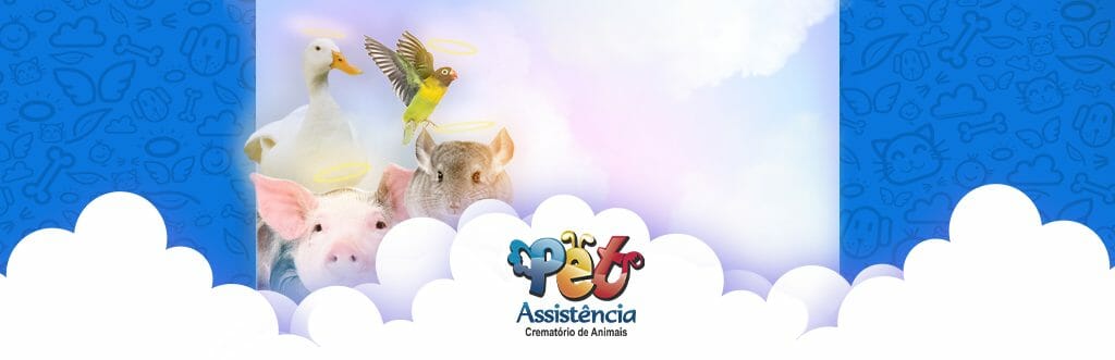 Cremação de Pet Exótico, os menores que requerem os maiores cuidados.