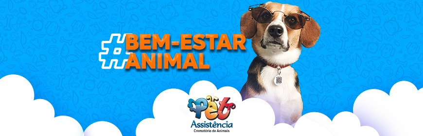 Bem-estar animal: pets precisam de segurança, conforto e integração para viverem bem