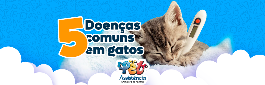 5 doenças comuns em gatos