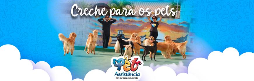 Creches para pets ajudam o animal a socializar, gastar energia e se desenvolver