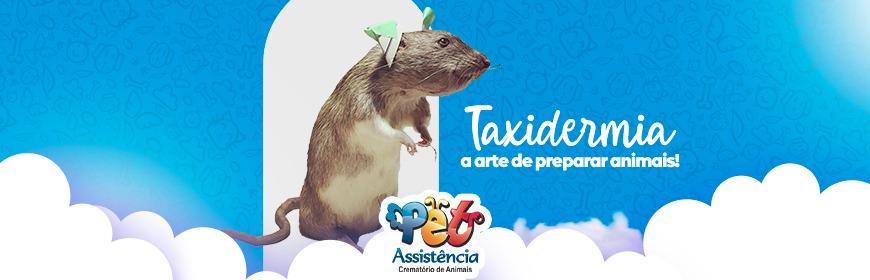 Taxidermia: técnica é forma de homenagear os pets que se foram