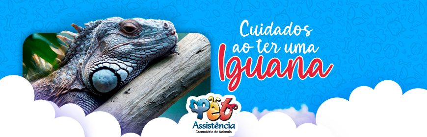 Animais exóticos: como cuidar de iguana