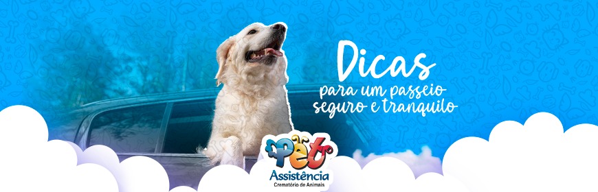 Viagem com pet: dicas para um passeio seguro e tranquilo